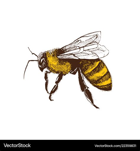 Hand Drawn Bee Royalty Free Vector Image Vectorstock