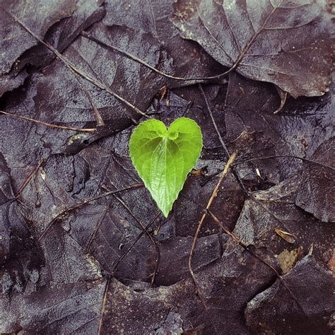 Autumn Love Wet Sheet Leaf Heart Humid Fallen HD Phone Wallpaper