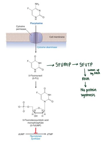 Antifungal Drugs Flashcards Quizlet