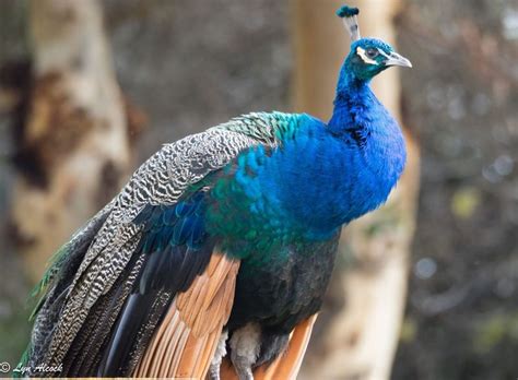 Detailed Information On Indian Peafowl Blue Peafowl Peacock Peahen