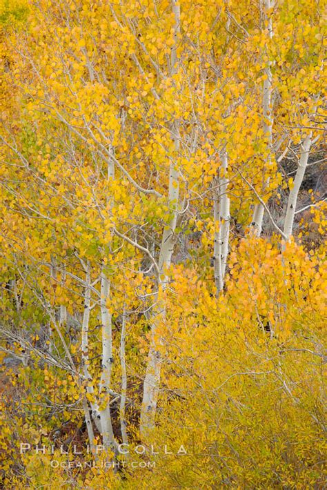 Fall Colors And Turning Aspens Populus Tremuloides Bishop Creek