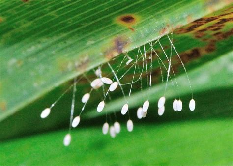 Green Lacewing Females Lay Eggs In Group Notice That The Eggs Are