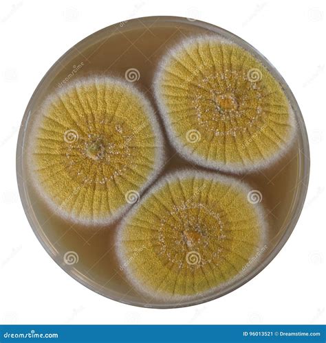 Aspergillus flavus stock image. Image of microbe, dextrose - 96013521