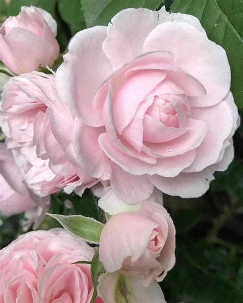 Roses Of The Garden Of My House In May 🌸🍃🌸🥀🌸🍃🌸 Rose Rosa Rosegarden