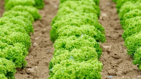 What Is Pasture In Agriculture Agruculture Lore