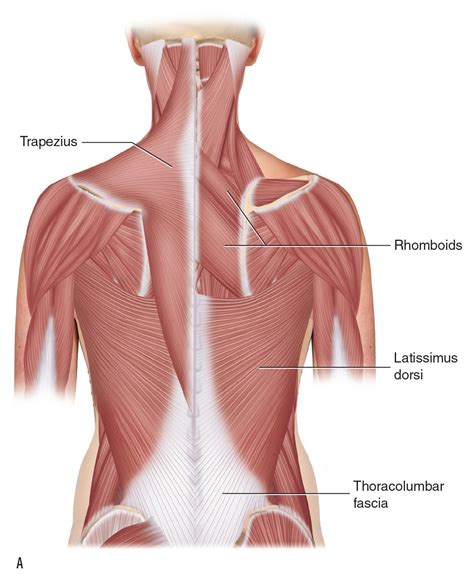 Lumbodorsal Fascia Anatomy