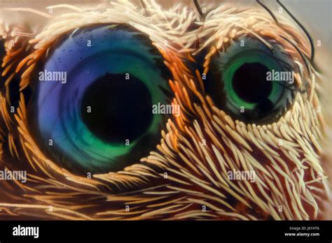 Extreme magnification - Jumping spider eyes Stock Photo - Alamy