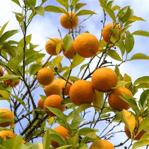 Bitter Orange Citrus Aurantium Ssp Amara Essential Oil