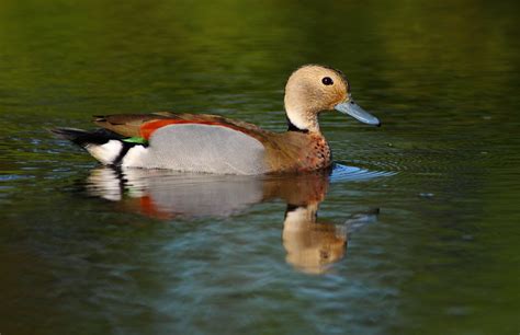 Biodiversidad Argentina Gob Ar