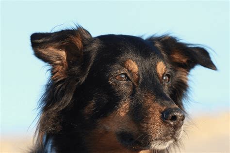 Black Australian Shepherd: The Complete Breed Guide