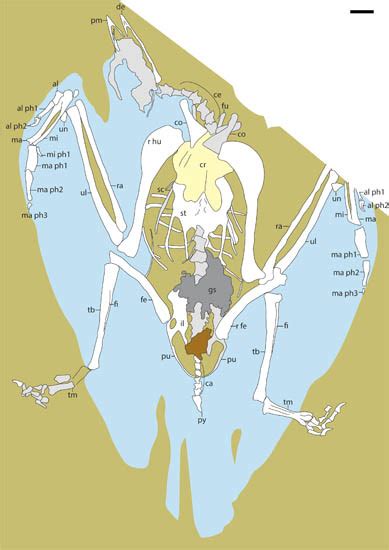 热河生物群鸟类材料揭示早期鸟类食性与牙齿退化的关系 成都理工大学博物馆