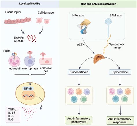 Narrative Review Of Systemic Inflammatory Response Mechanism