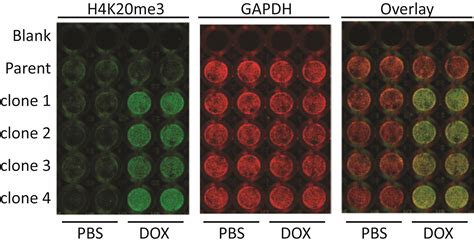 In Cell Western Protocol For Semi High Throughput Screening Of Single