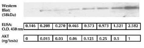 Invitrogen Akt Total Human Elisa Kit Tests Fisher Scientific