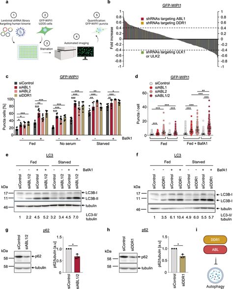 Lentiviral Based Gfp Wipi Image Based Kinome Screen Reveals A Role For