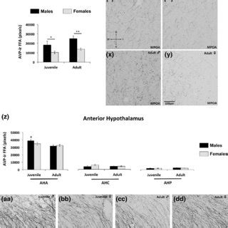 Fig Ure Age And Sex Differences In Vasopressin Immunoreactive
