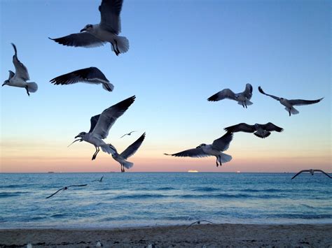 Seagulls on the Beach – TRAVELLING BANANA