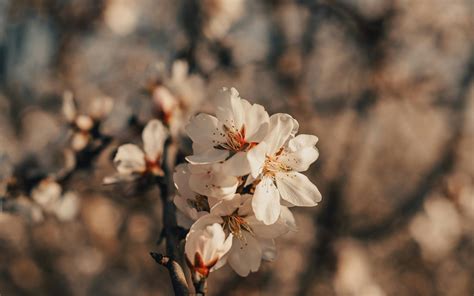 Vara De Almendro En La Biblia Significado Y Origen Probamos Los