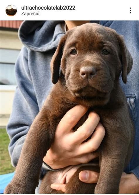 Čokoladni labrador stenci