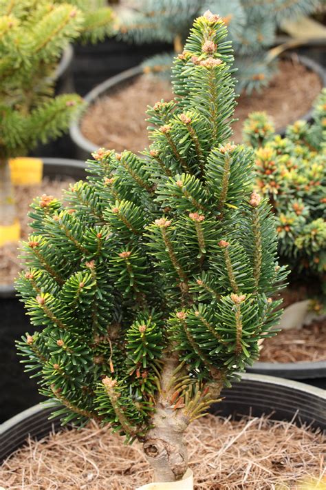 Abies Koreana Wiki Korean Fir Conifer Kingdom