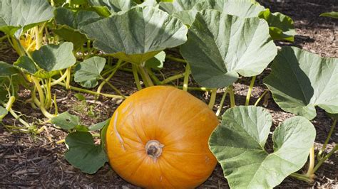 K Rbis Im Garten Pflanzen Hausmittel Ist Ein Echter Turbo D Nger