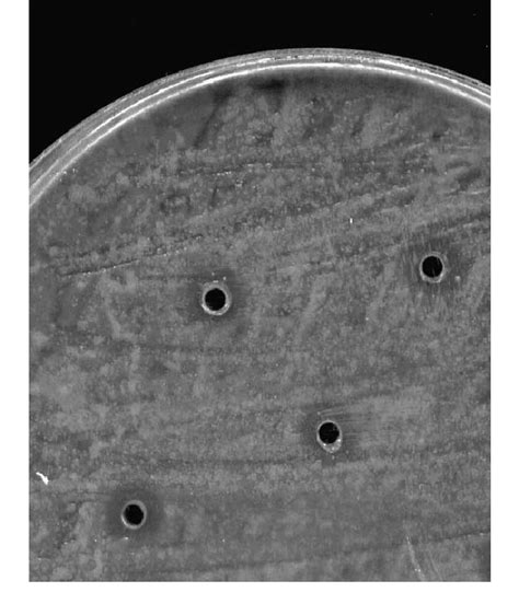 Inhibition Zones Of B Megaterium Growth Caused By Supernatant From A