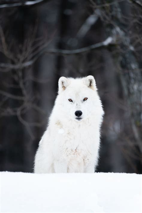 Adorable Tundra Animals - The Canadian Arctic Comes to Life