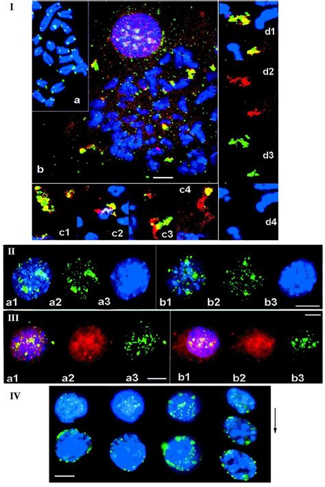 Localization Of Mtbp Trf In Interphase Nuclei And On Chromosomes