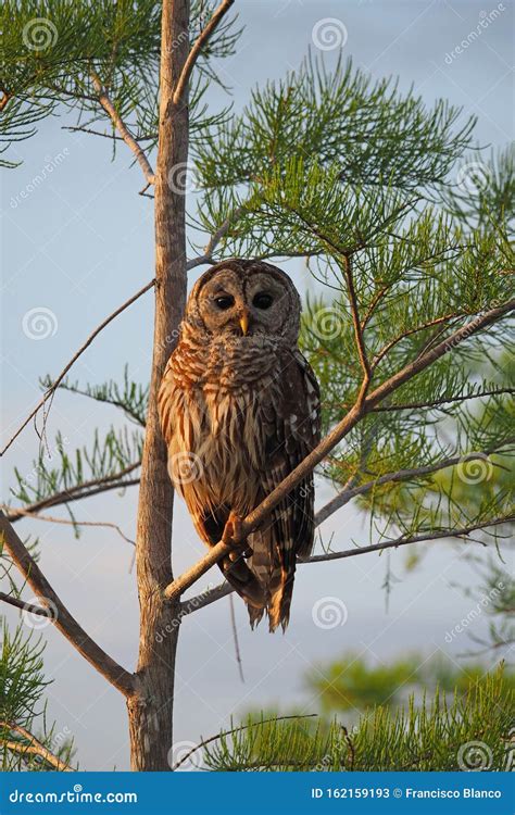 Barred Owl In Everglades National Park Stock Image Image Of