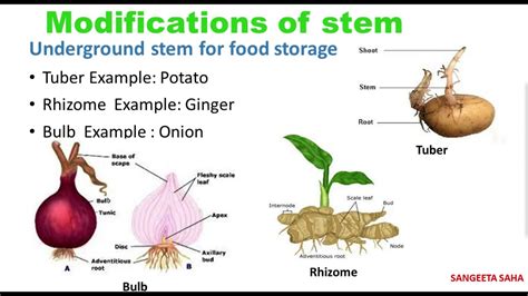 Morphology Of Stem Youtube