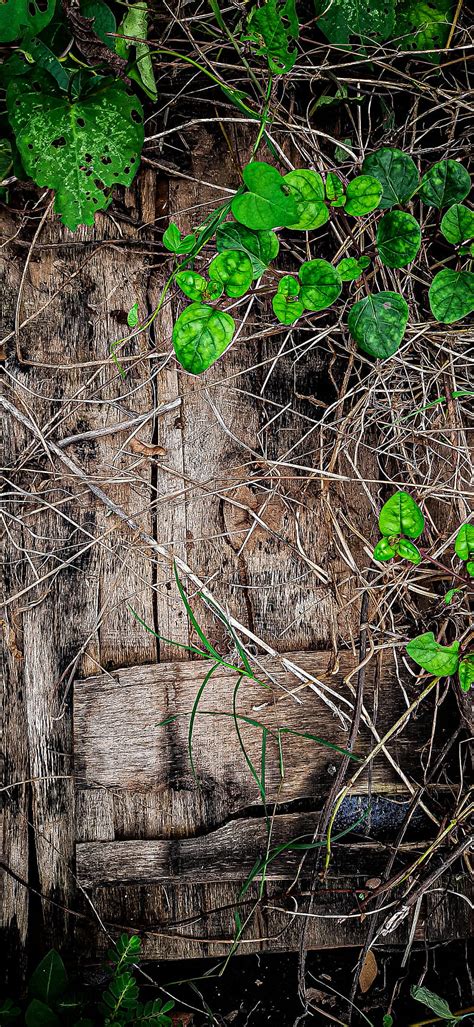 4k Free Download Nature Background Dark Forest Green Jungle