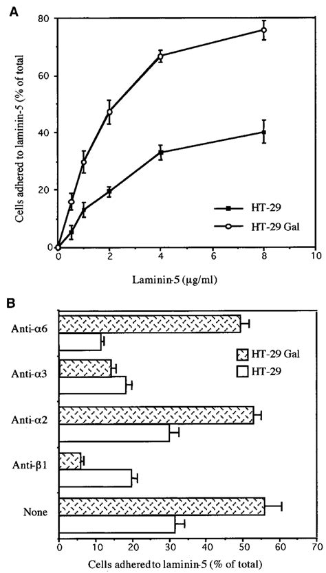 Adhesive Behavior Of Ht And Ht Gal Cells On Laminin A