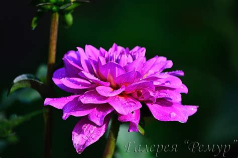 Декоративные георгины