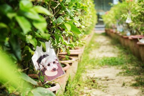 白馬寵物樂園．寵物火化．寵物安樂園