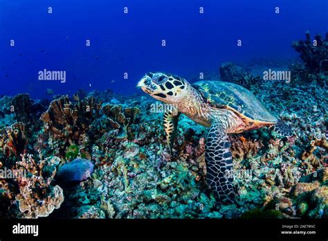 Buceo Con Tortugas Fotos e Imágenes de stock - Alamy