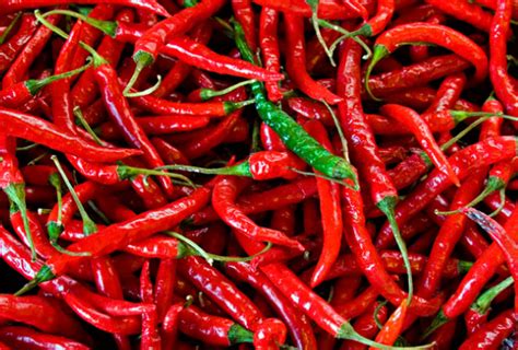 How Does Capsaicin Work? - Scigroundbio