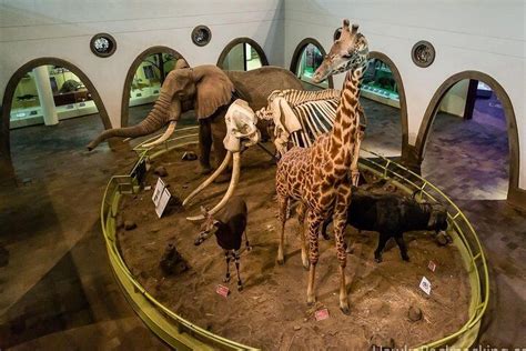 Nairobi National Museum: An Insight Into Kenya’s Cultural Heritage - Trek Afrika Adventures