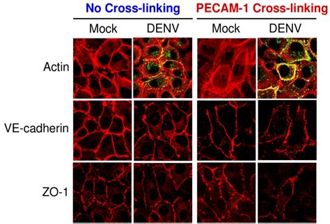 Expression And Organization Of Actin Ve Cadherin And Zo Showed In