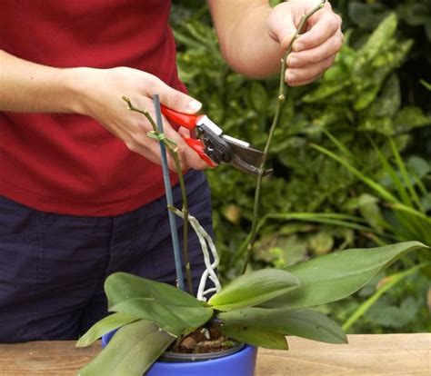 Wie Pflegt Man Eine Orchidee Pflege Von Orchideen Im Topf Mykinsdy