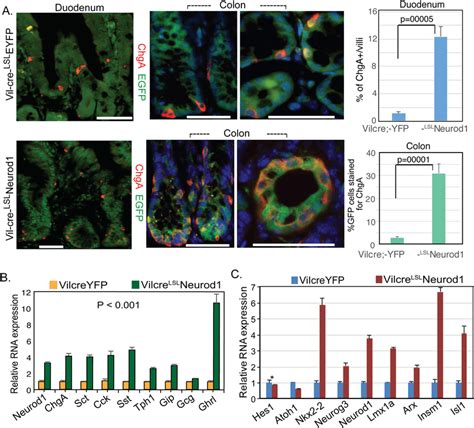 Expansion Of EECs With Conditional Neurod1 Expression In Villin