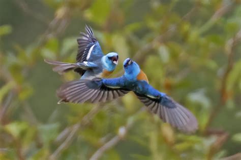 Male Lazuli Buntings Thatsrick Toyou Flickr