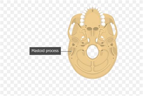 Mastoid Part Of The Temporal Bone Mastoid Process Anatomy, PNG ...