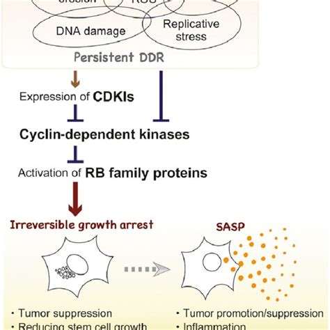 Dual Roles Of Senescence Associated Secretory Phenotype Sasp In