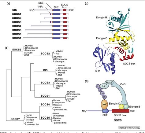 Figure From Suppressors Of Cytokine Signaling Socs In T Cell