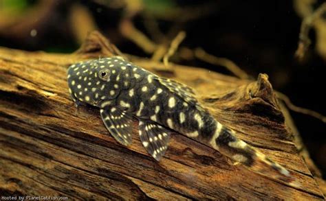 Black And White Spotted Pleco Fish