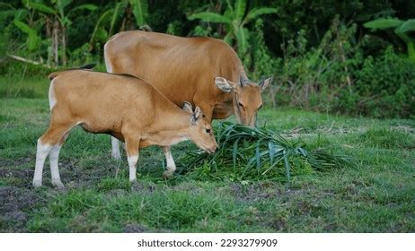 1,431 Bali_cattle Images, Stock Photos & Vectors | Shutterstock