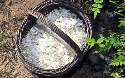 Grasse La F Te Du Jasmin De Retour Dans Cit Des Parfums Yesicannes