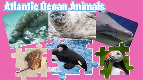 Atlantic Ocean Animals For Kids