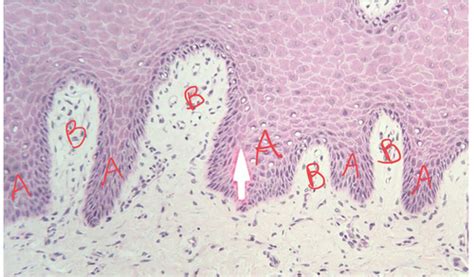 Final Exam Histology Flashcards Quizlet