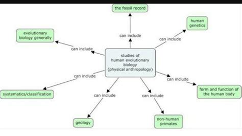 Human Evolution Flow Chart - Best Picture Of Chart Anyimage.Org